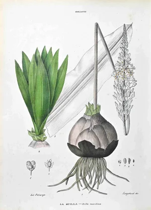 Vincenzo Tenore, The Lilies, Lithograph, 1870s