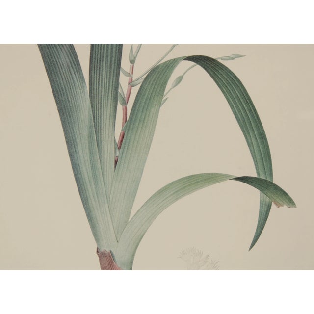 Vintage Iris Botanical Prints After Pierre-Joseph RedoutT - A Pair For Sale In Philadelphia - Image 6 of 13