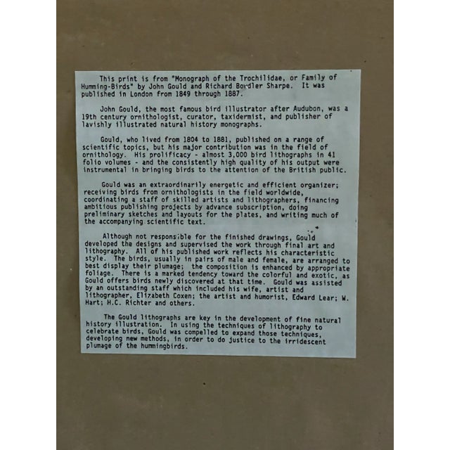 Traditional Framed John Gould Purple -Throated Hummingbird 19th Century Rare Trochilus Alexandri Print, Plate 132 For Sale - Image 3 of 3