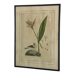 1822 English Botanical Engraving, Framed For Sale