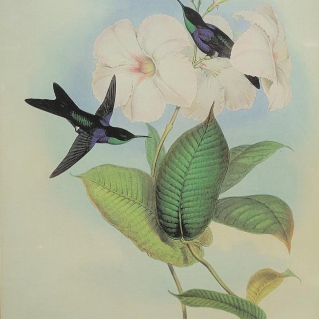 Pair of Framed John Gould Hummingbird Botanical Prints in Gold Frames For Sale - Image 4 of 8