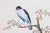 Pair of Chinese Export Bird Watercolors, Canton Natural History Paintings For Sale - Image 4 of 8