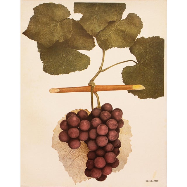 1900 - 1909 1900s U. P. Hedrick, Original Antique Photogravure of Brilliant Grapes For Sale - Image 5 of 7