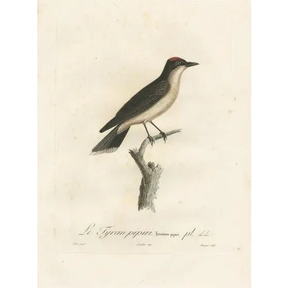 Louis Jean Pierre Vieillot, Vermilion Flycatcher Ornithological Illustration, Handcolored Print For Sale - Image 6 of 6