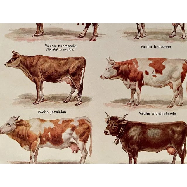 Illustrated color plate on the main cattle breeds (cows), taken from an old 20th c. encyclopedia. Signed by Maurice...