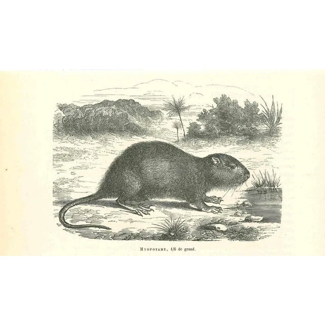 The Mouse is an original lithograph on ivory-colored paper, realized by Paul Gervais (1816-1879). The artwork is from The...