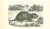 The Mouse is an original lithograph on ivory-colored paper, realized by Paul Gervais (1816-1879). The artwork is from The...