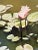 Elyse Gerard, Water Lilies at Noon, Oil Mounted on Linen, Early 21st Century For Sale - Image 4 of 6
