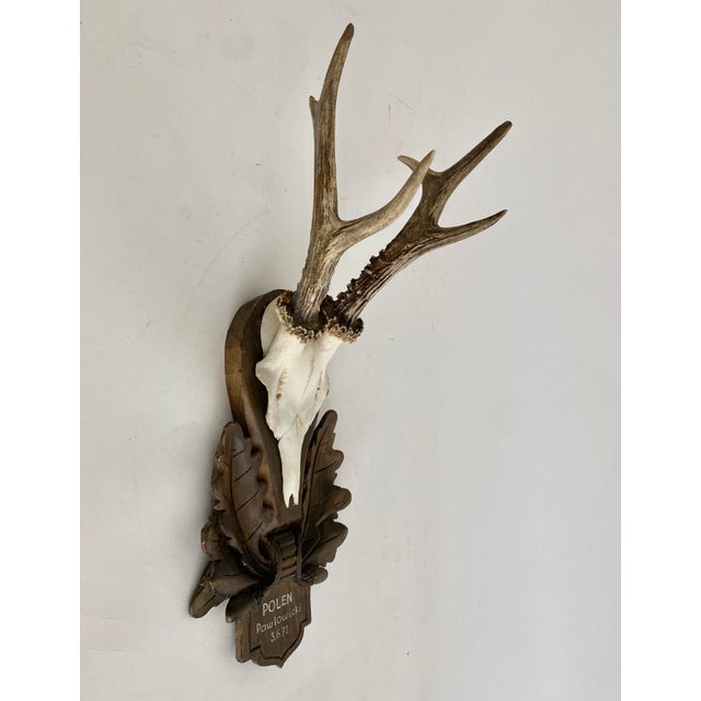 Vintage German Roe Deer antlers mounted on a hand carved wood plaque with considerable detail and documentation of its...