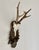 Vintage German Roe Deer antlers mounted on a hand carved wood plaque with considerable detail and documentation of its...