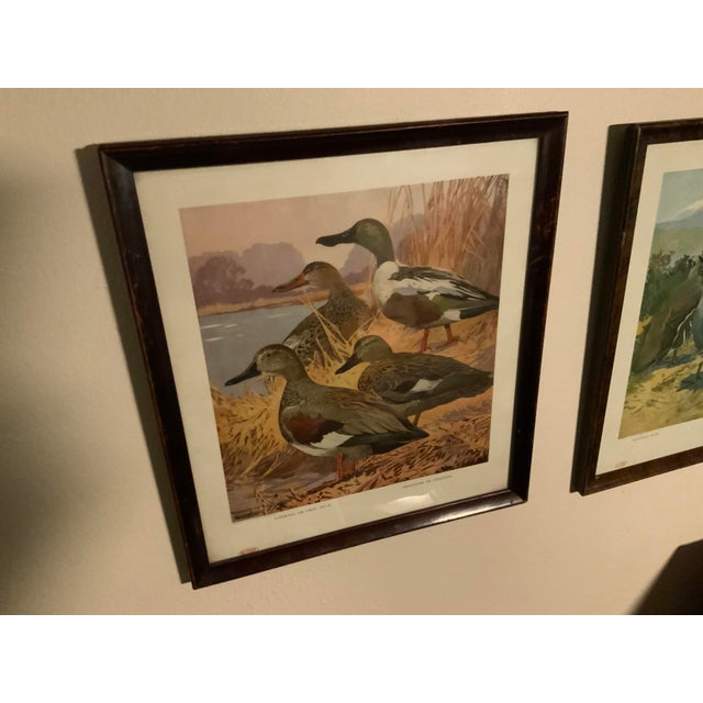 1910s 1917 Vintage DuPont Promotional Game Bird Framed Prints by Hunt & DeFeo - Set of 4 For Sale - Image 5 of 13