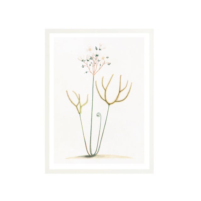 Illustration Celerie Kemble Curated Australian Botanical IX (40x60) in White Frame For Sale - Image 3 of 4