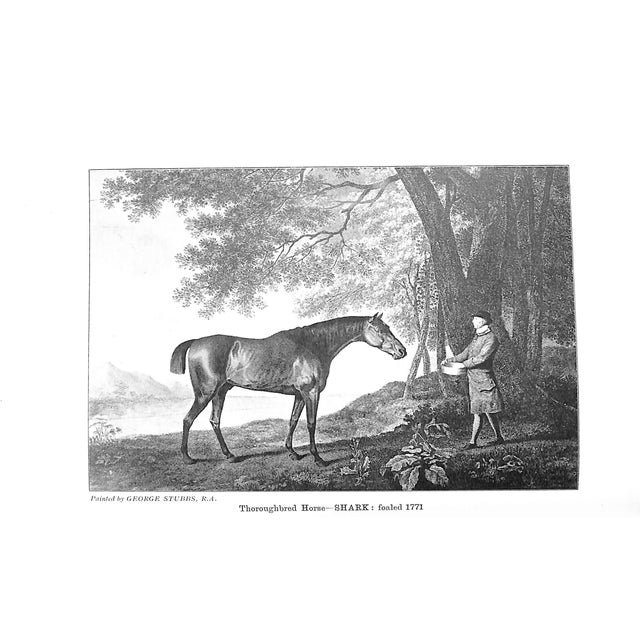 "Horse-Breeding in England & India and Army Horses Abroad" 1901 Gilbey, Sir Walter Bart. For Sale - Image 4 of 8