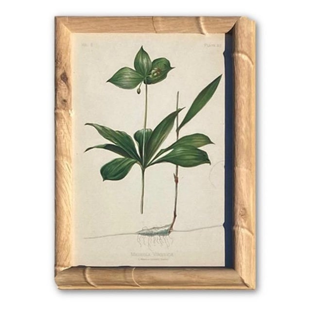 Framed Botanical Chromolithographs Set of 9 — “Wild Flowers of America”, Volume Ii, L. Prang & Co., Boston (C. 1878) For Sale - Image 10 of 18