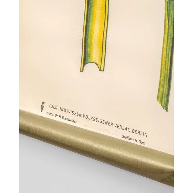 Botanical Poster by Volk und Wissen Volkseigener Verlag, Germany, 1980s For Sale - Image 6 of 8