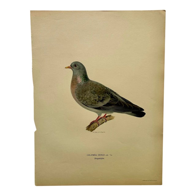 Birds of Sweden Chromolithograph Columba Oenas For Sale