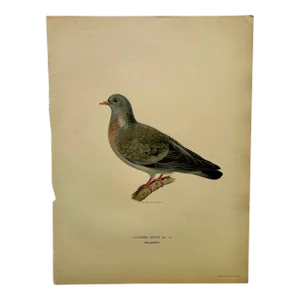 Birds of Sweden Chromolithograph Columba Oenas