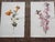 Antique 19th Century Edward Hulme Botanical "Garden Flowers" Lithographs - Set of 12 - Super Price! For Sale - Image 4 of 9