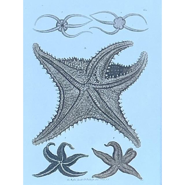 Vintage John Richard Starfish Prints - Set of 2 For Sale - Image 9 of 12