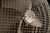 Vintage "Mobilaire" Floor Fan by Westinghouse For Sale In Chicago - Image 6 of 6