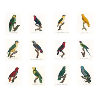 Reproduction Antique 1805 French Parrot Prints - Set of 12 For Sale
