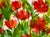 Original watercolor painting of “Red Tissue Poppies” . These gorgeous flowers grow on my flower farm here in Idaho. This...