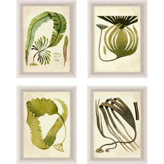 Harvey Seaweeds, Set Of 4, Framed Artwork For Sale