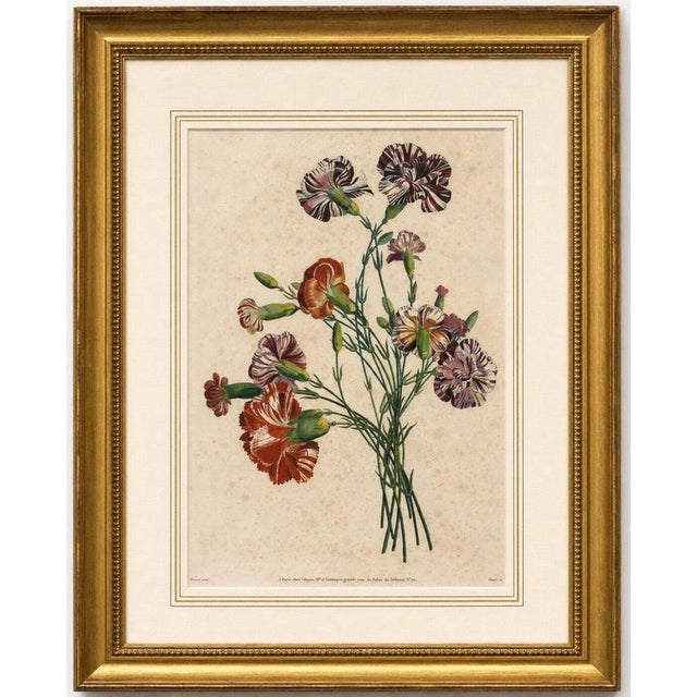 Antique Botanical Print of Carnations by Jean-Louis Prévost, 1805 Original antique botanical print depicting an elegant...