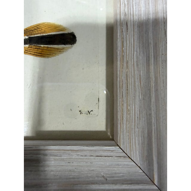 Bring a touch of classic 18th-century natural history to your gallery wall or shelf display with this authentic hand-...
