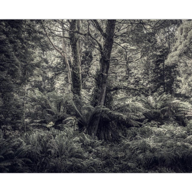 Fern Forest I' is an Archival Inkjet Print by photographer Morgan Silk. It is available in this size of 17" x 24" in a...