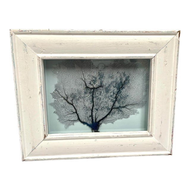 Framed Natural Sea Fan For Sale
