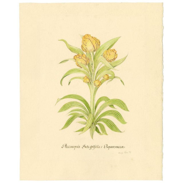 An original 1989 watercolour painting, Stanley Reece, Yellow Lampshade Poppy Flower (Meconopsis Integrifolia:...