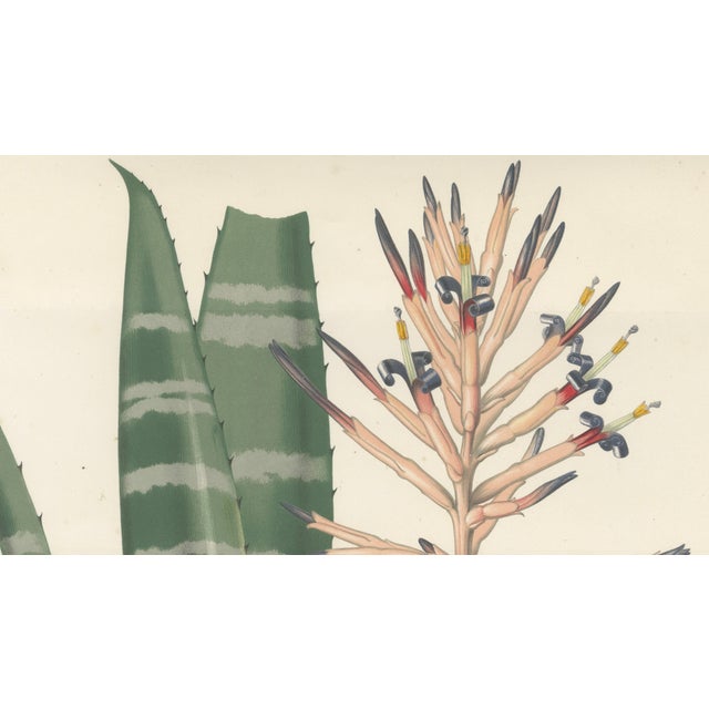 Mid 19th Century Rohans Billbergia De Vriese, Botanical Lithograph, 1856, Lithograph For Sale - Image 5 of 9