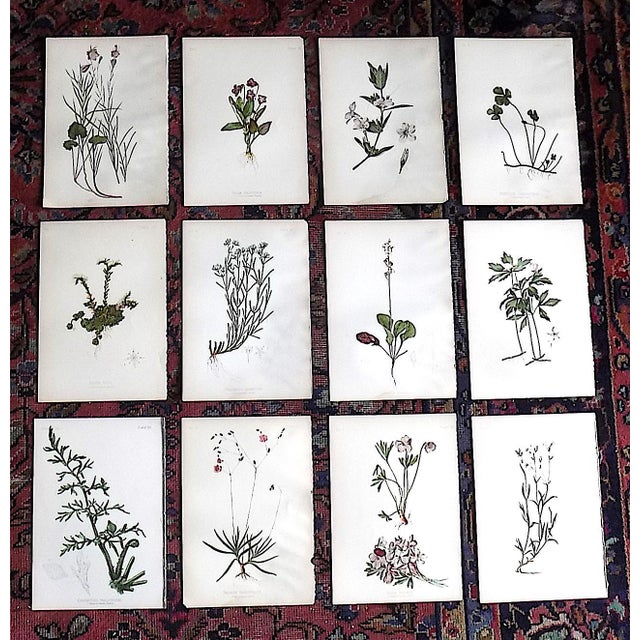 Authentic Antique American 19th Century Botanical Chromolithographs - Set of 12 For Sale - Image 9 of 9