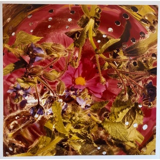 Peter C. Jones 1, Conundrum, Floral Large Format Photo 24X20 Color Photograph Beach House RI, 2005 For Sale