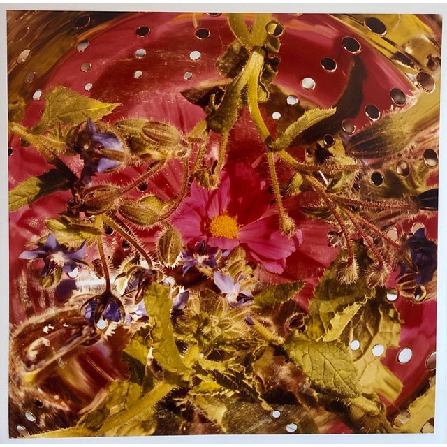 Peter C. Jones 1, Conundrum, Floral Large Format Photo 24X20 Color Photograph Beach House RI, 2005 For Sale