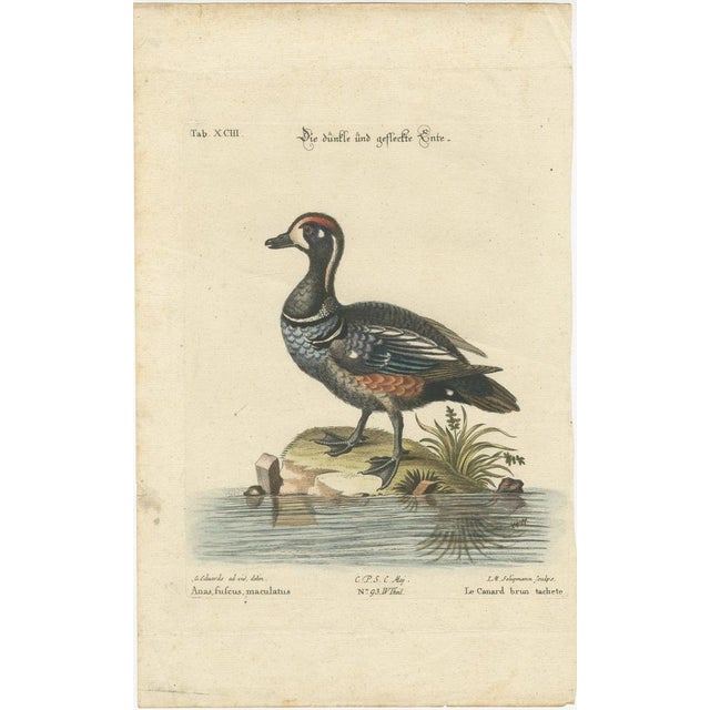 Title: Die Dunkle und Gefleckte Ente - Hand-Colored Engraving of the Dark and Spotted Duck by Johann Michael Seligmann,...