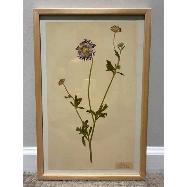 An elegant pair of framed botanical art prints by Kristina Fine, featuring delicate studies of Blue Lace Flower (Didiscus)...