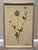 An elegant pair of framed botanical art prints by Kristina Fine, featuring delicate studies of Blue Lace Flower (Didiscus)...