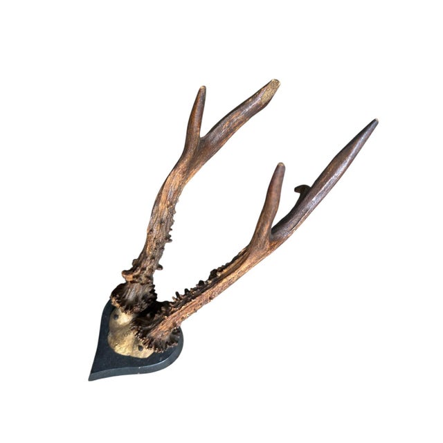 Roe deer trophy with rare wood carved plaque.