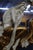Good vintage condition consistent with age and use. Minor surface wear to the gilt finish and light wear to the mirror...