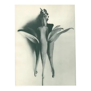 1928 Original Period Photogravure N95 of Golden-Flowered Columbine by K. Blossfeldt