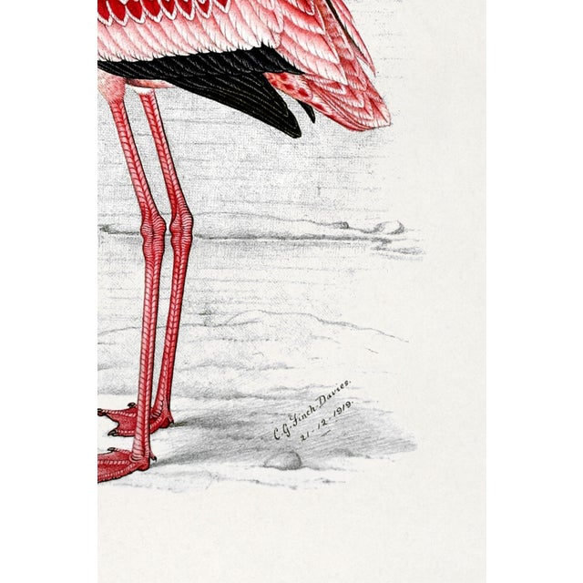 Lesser Flamingo by C. G. Finch-Davies, Vintage Reproduction Bird Art Print, 32" × 48" For Sale - Image 9 of 10
