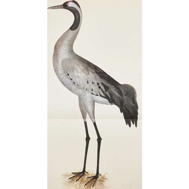 1980s Olof Rudbeck, Swedish 18th C., Monumental Bird Portfolio, 35 Images in Modern Facsimile, Published by René Coeckelbergh For Sale In Atlanta - Image 6 of 6