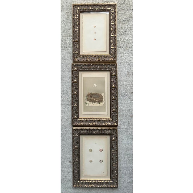 This elegant set of three vintage ornithological prints brings the timeless charm of a natural history study into the...