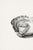 Illustration Two Opened Oysters, Vintage Natural History Shell Study, 48" X 32" For Sale - Image 3 of 12