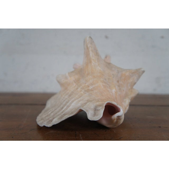 Mid 20th Century Vintage Queen Conch Shell Aliger Gigas Marine Arena Johns Pass Florida For Sale - Image 5 of 12
