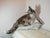Guido Cacciapuoti, Fox, 1950s, Ceramic For Sale - Image 16 of 16