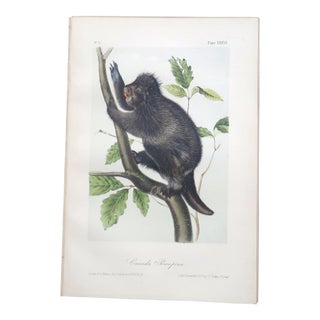 John James Audubon - Octavo Lithograph From Audubon's the Quadrupeds of North America - Circa 1849 and 1854 - Set of 22 For Sale