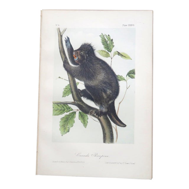 John James Audubon - Octavo Lithograph From Audubon's the Quadrupeds of North America - Circa 1849 and 1854 - Set of 22 For Sale